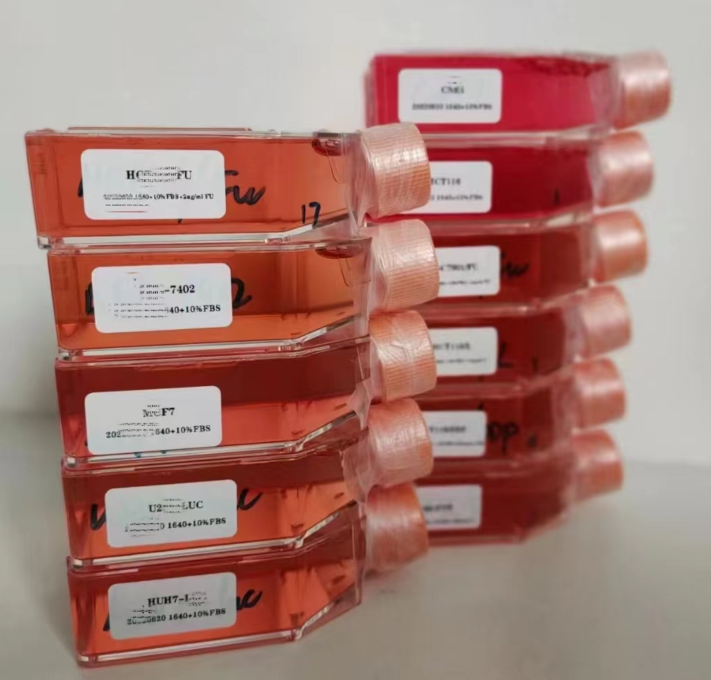 CTLA4 IG-24 中國倉鼠卵巢細胞