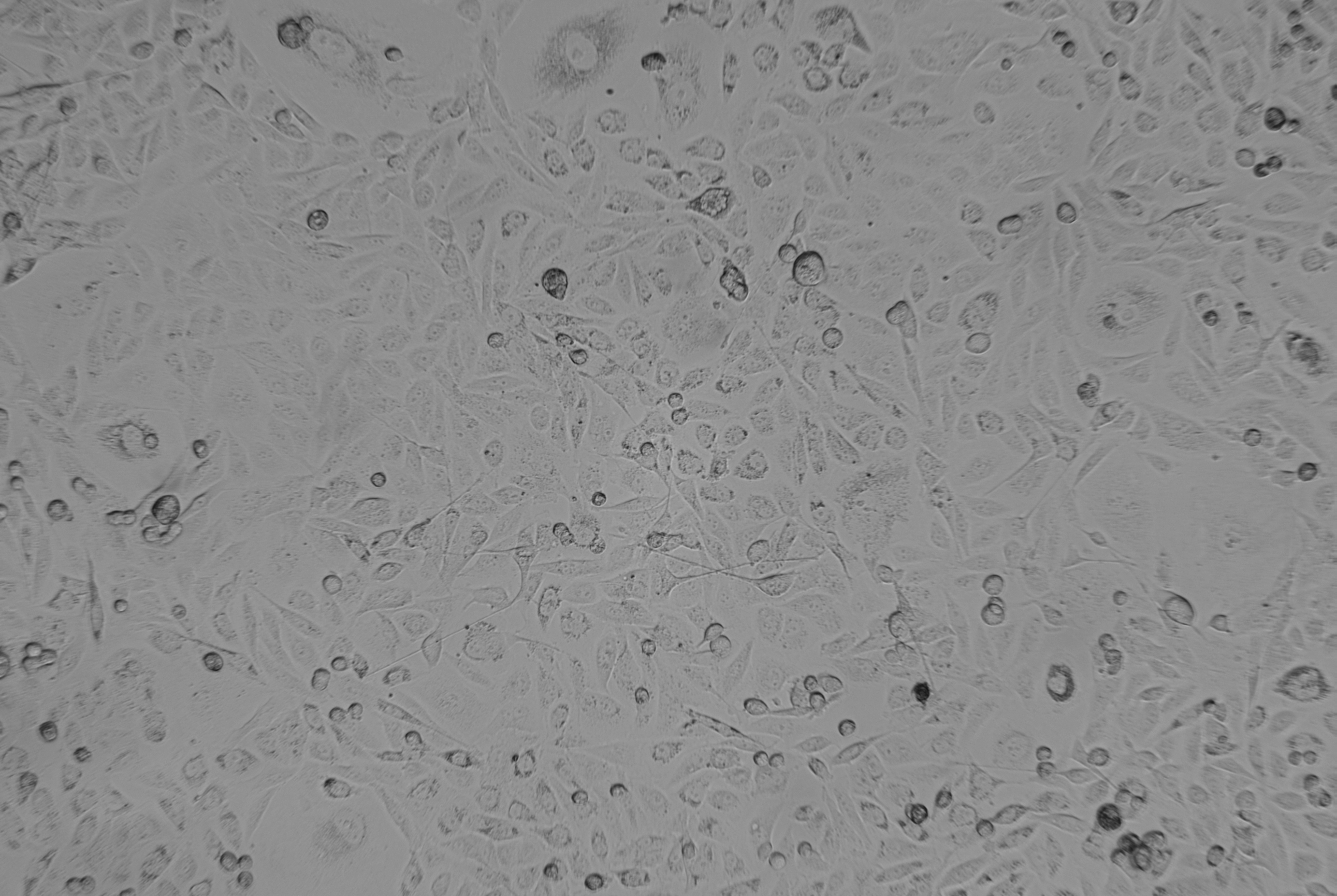 人乳腺癌紫杉醇耐藥株MDA-MB-231/Taxol